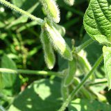 Soybeans
