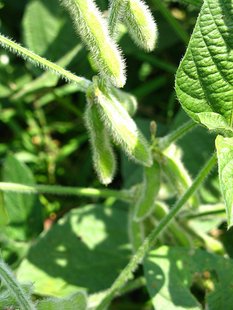 Soybeans Soybeans