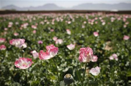 A large field of poppies grows on the outskirts of Jelawar village in the Arghandab Valley north of Kandahar A large field of poppies grows on the outskirts of Jelawar village in the Arghandab Valley north of Kandahar