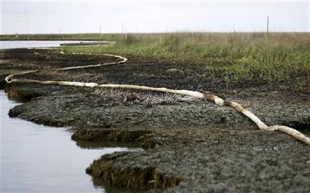 Oiled and dead marsh grass mixed with absorbent boom is seen on the banks of Barataria Bay due to the BP oil spill near Port Sulphur, Louisi Oiled and dead marsh grass mixed with absorbent boom is seen on the banks of Barataria Bay due to the BP oil spill near Port Sulphur, Louisi