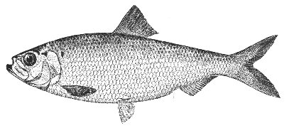 Alewife (courtesy of gma.org) Alewife (courtesy of gma.org)