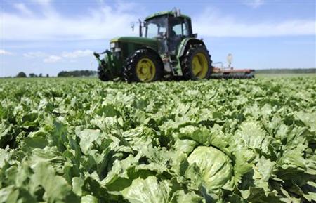 Lettuces are destroyed by a tractor in a field near Hamburg Lettuces are destroyed by a tractor in a field near Hamburg