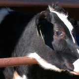A dairy cow on display A dairy cow on display