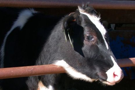 A dairy cow on display