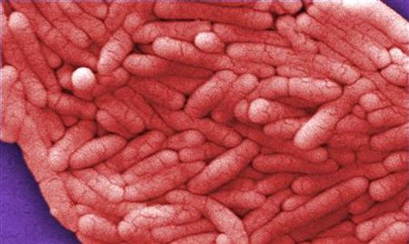 File photo of salmonella bacteria File photo of salmonella bacteria