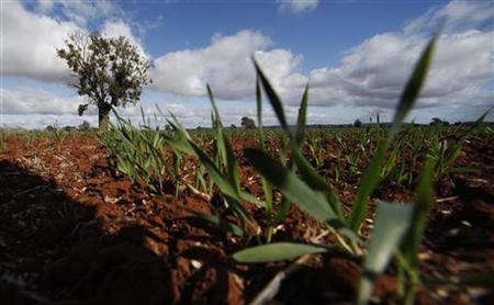 A wheat crop grows at a farm near Parkes A wheat crop grows at a farm near Parkes