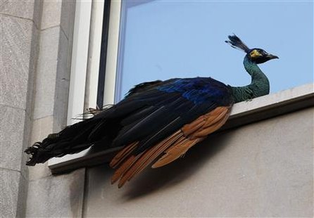A peacock that escaped from New York City's Central Park Zoo sits perched on a fifth floor window sill in New York A peacock that escaped from New York City's Central Park Zoo sits perched on a fifth floor window sill in New York