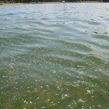 Blue green algae in lake Blue green algae in lake