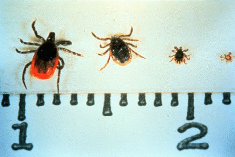 Deer ticks (Photo: Minnesota Department of Health) Deer ticks (Photo: Minnesota Department of Health)