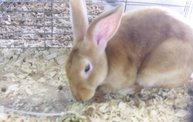Wisconsin Valley Fair 2011 15