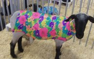 Wisconsin Valley Fair 2011 16