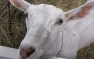 Wisconsin Valley Fair 2011 14