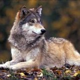 Grey wolf Grey wolf