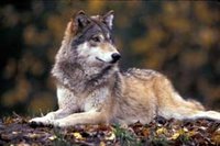 Grey wolf