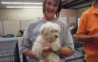 Missouri Dogs Arrive at Headin' Home Pet Rescue 29
