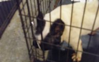 Missouri Dogs Arrive at Headin' Home Pet Rescue 28