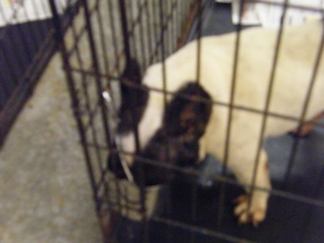 Missouri Dogs Arrive at Headin' Home Pet Rescue