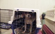 Missouri Dogs Arrive at Headin' Home Pet Rescue 26