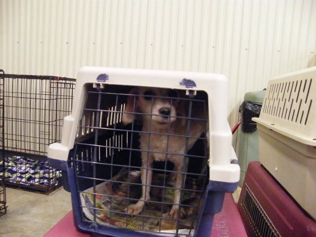 Missouri Dogs Arrive at Headin' Home Pet Rescue