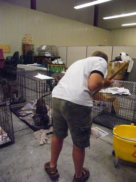 Missouri Dogs Arrive at Headin' Home Pet Rescue