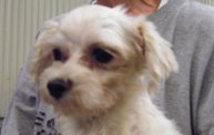 Missouri Dogs Arrive at Headin' Home Pet Rescue 2