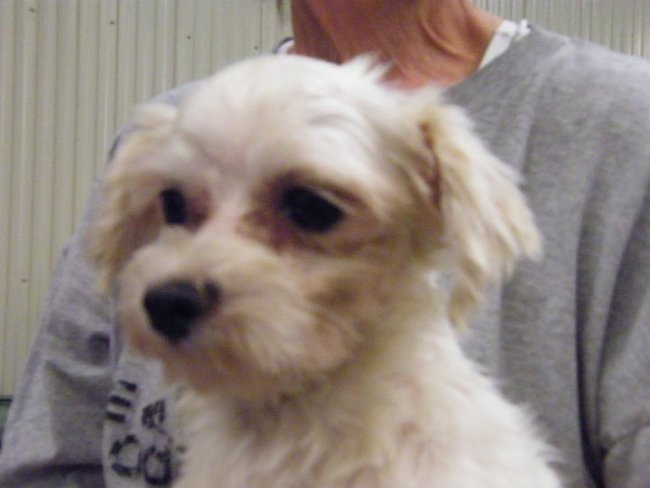 Missouri Dogs Arrive at Headin' Home Pet Rescue