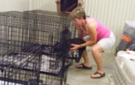 Missouri Dogs Arrive at Headin' Home Pet Rescue 30