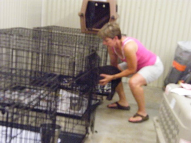 Missouri Dogs Arrive at Headin' Home Pet Rescue