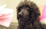 Missouri Dogs Arrive at Headin' Home Pet Rescue 19