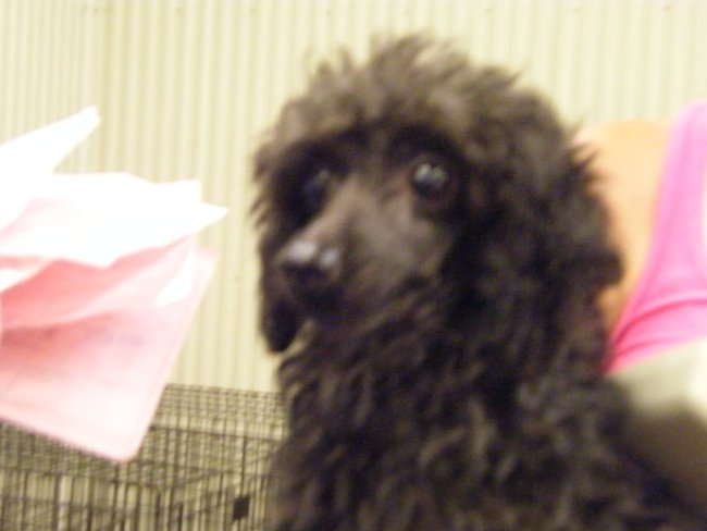 Missouri Dogs Arrive at Headin' Home Pet Rescue