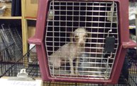 Missouri Dogs Arrive at Headin' Home Pet Rescue 18