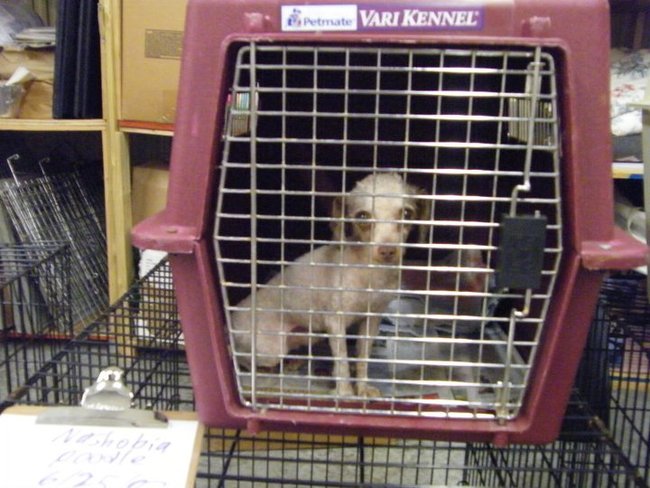 Missouri Dogs Arrive at Headin' Home Pet Rescue