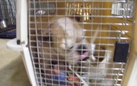 Missouri Dogs Arrive at Headin' Home Pet Rescue 24