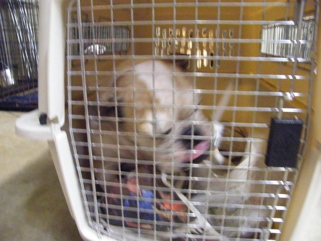 Missouri Dogs Arrive at Headin' Home Pet Rescue