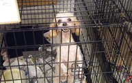 Missouri Dogs Arrive at Headin' Home Pet Rescue 23