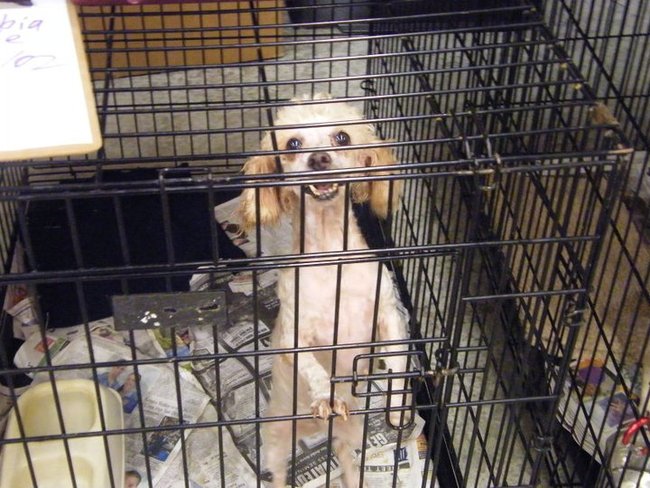 Missouri Dogs Arrive at Headin' Home Pet Rescue