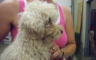 Missouri Dogs Arrive at Headin' Home Pet Rescue 22