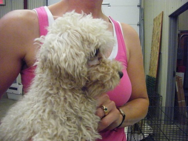 Missouri Dogs Arrive at Headin' Home Pet Rescue