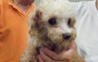 Missouri Dogs Arrive at Headin' Home Pet Rescue 21