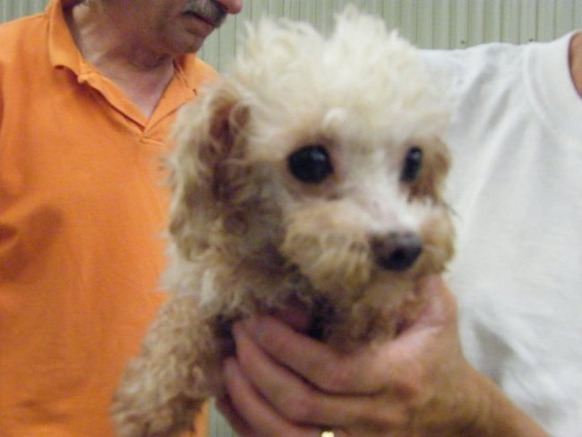 Missouri Dogs Arrive at Headin' Home Pet Rescue