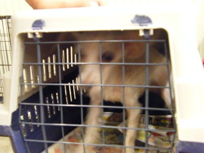 Missouri Dogs Arrive at Headin' Home Pet Rescue