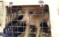 Missouri Dogs Arrive at Headin' Home Pet Rescue 9