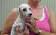 Missouri Dogs Arrive at Headin' Home Pet Rescue 14