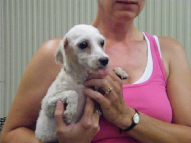 Missouri Dogs Arrive at Headin' Home Pet Rescue