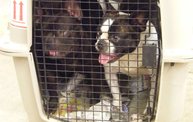 Missouri Dogs Arrive at Headin' Home Pet Rescue 10