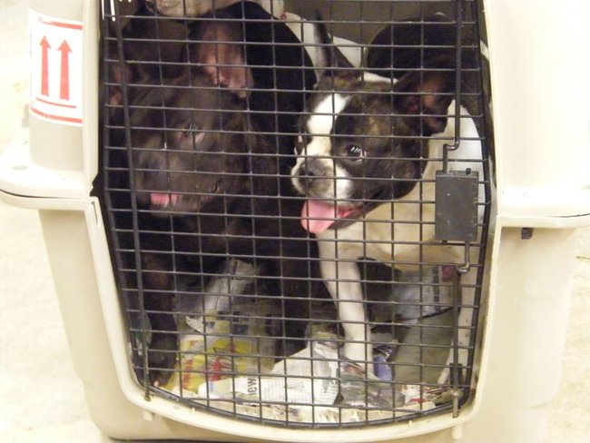Missouri Dogs Arrive at Headin' Home Pet Rescue