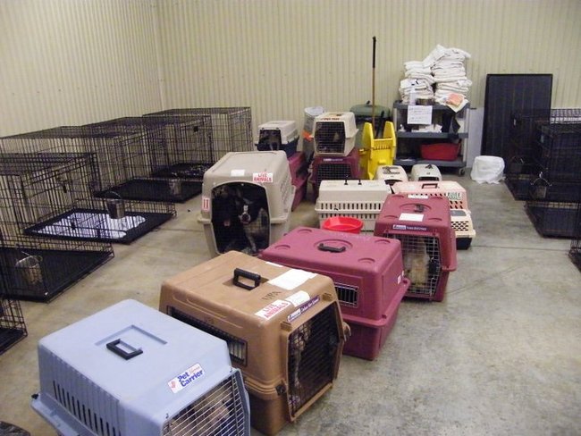 Missouri Dogs Arrive at Headin' Home Pet Rescue
