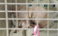 Missouri Dogs Arrive at Headin' Home Pet Rescue 21