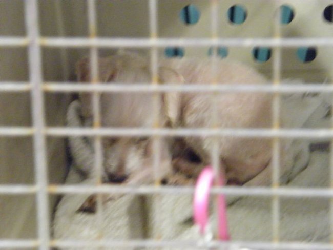 Missouri Dogs Arrive at Headin' Home Pet Rescue