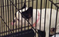Missouri Dogs Arrive at Headin' Home Pet Rescue 2